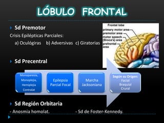 LÓBULO FRONTAL
   Sd Premotor
Crisis Epilépticas Parciales:
  a) Oculógiras b) Adversivas c) Giratorias


   Sd Precentral

      Monoparesia,                                    Según su Origen:
      Monoplejia,     Epilepsia           Marcha           Facial
       Hemiplejia    Parcial Focal      Jacksoniana       Braquial
       Contralat                                           Crural



   Sd Región Orbitaria
- Anosmia homolat.                   - Sd de Foster-Kennedy.
 
