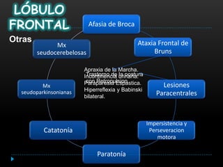 LÓBULO
FRONTAL                    Afasia de Broca

Otras                                        Ataxia Frontal de
              Mx
        seudocerebelosas                          Bruns

                        Apraxia de la Marcha.
                         Trastorno de la postura
                        Incontinencia urinaria.
                         con Retropulsion
                        Paraparesia Espastica.
          Mx                                            Lesiones
  seudoparkinsonianas   Hiperreflexia y Babinski
                        bilateral.
                                                      Paracentrales



                                                   Impersistencia y
          Catatonía                                 Perseveracion
                                                       motora

                             Paratonía
 