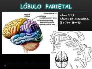LÓBULO PARIETAL
           •Área 3,1,2.
           •Áreas de Asociación.
           (5 y 7) y (39 y 40).
 