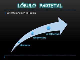 LÓBULO PARIETAL
   Alteraciones en la Praxia




                                    Constructiva
                          Ideomotora

              Ideatoria
 