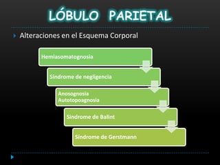 LÓBULO PARIETAL
   Alteraciones en el Esquema Corporal

          Hemiasomatognosia


            Síndrome de negligencia

               Anosognosia
               Autotopoagnosia

                  Sindrome de Balint


                     Síndrome de Gerstmann
 