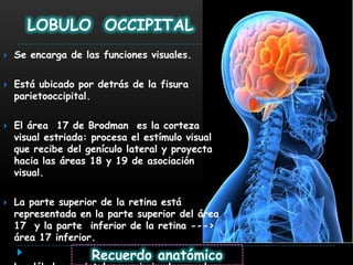 LOBULO OCCIPITAL
   Se encarga de las funciones visuales.

   Está ubicado por detrás de la fisura
    parietooccipital.

   El área 17 de Brodman es la corteza
    visual estriada: procesa el estímulo visual
    que recibe del genículo lateral y proyecta
    hacia las áreas 18 y 19 de asociación
    visual.

   La parte superior de la retina está
    representada en la parte superior del área
    17 y la parte inferior de la retina --->
    área 17 inferior.
                    Recuerdo anatómico
 