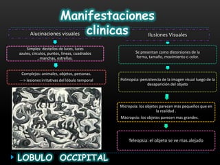 Manifestaciones
      Alucinaciones visuales clinicas Ilusiones Visuales

    Simples: destellos de luces, luces
azules, círculos, puntos, líneas, cuadrados             Se presentan como distorsiones de la
            , manchas, estrellas.                        forma, tamaño, movimiento o color.


 Complejos: animales, objetos, personas.
---> lesiones irritativas del lóbulo temporal   Polinopsia: persistencia de la imagen visual luego de la
                                                                desaparición del objeto




                                                Micropsia: los objetos parecen mas pequeños que en
                                                                     la realidad .
                                                Macropsia: los objetos parecen mas grandes.          .




                                                    Teleopsia: el objeto se ve mas alejado


LOBULO OCCIPITAL
 