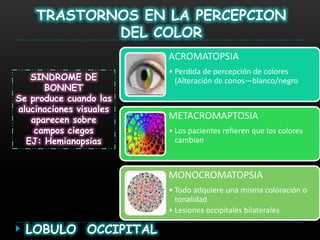 TRASTORNOS EN LA PERCEPCION
            DEL COLOR
                         ACROMATOPSIA
                         • Perdida de percepción de colores
   SINDROME DE             (Alteración de conos—blanco/negro
      BONNET
Se produce cuando las
alucinaciones visuales
   aparecen sobre        METACROMAPTOSIA
    campos ciegos        • Los pacientes refieren que los colores
  EJ: Hemianopsias         cambian



                         MONOCROMATOPSIA
                         • Todo adquiere una misma coloración o
                           tonalidad
                         • Lesiones occipitales bilaterales

  LOBULO OCCIPITAL
 