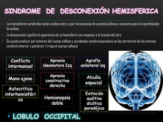 SINDROME DE DESCONEXIÓN HEMISFERICA
   Los hemisferios cerebrales están unidos entre si por formaciones de sustancia blanca, necesaria para la coordinación
    de ambos.
   La desconexión significa la ignorancia de un hemisferio con respecto a la función del otro
   Se puede producir por tumores del cuerpo calloso y accidentes cerebrovasculares en los territorios de las arterias
    cerebral anterior y posterior ( irriga el cuerpo calloso)




         LOBULO OCCIPITAL
 