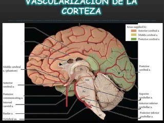 VASCULARIZACIÓN DE LA
       CORTEZA
 