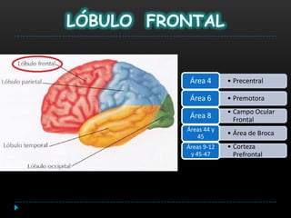LÓBULO FRONTAL


           Área 4      • Precentral

           Área 6      • Premotora
                       • Campo Ocular
           Área 8        Frontal
          Áreas 44 y
             45
                       • Área de Broca
          Áreas 9-12   • Corteza
           y 45-47       Prefrontal
 