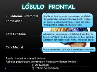 LÓBULO FRONTAL
 Síndrome Prefrontal          Apatía, amimia, acinesia, cambios personalidad,
                               Distractibilidad, falta de iniciativa, indiferencia a
Convexidad                     los demás y hacia si mismo, deterioro del juicio,
                               Bradiquinesia, incapacidad abstracción.


Cara Orbitaria                 Alteraciones emocionales, irritabilidad, cambios de
                               Carácter, impulsividad, perdida autocritica, bulimia,
                               Alteración conducta sexual, moria, alteración social.


Cara Medial
                              Alteración memoria y orientación temporo-espacial.


Puede: Incontinencia esfinteriana
Reflejos patológicos: a) Prensión Forzada y Plantar Tónico
                      b) De Succión
                      c) Reflejo de hociqueo
 