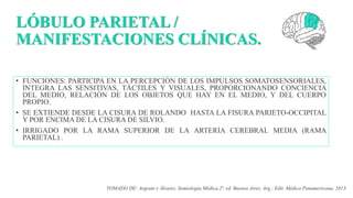 LÓBULO PARIETAL /
MANIFESTACIONES CLÍNICAS.
• FUNCIONES: PARTICIPA EN LA PERCEPCIÓN DE LOS IMPULSOS SOMATOSENSORIALES,
INTEGRA LAS SENSITIVAS, TÁCTILES Y VISUALES, PROPORCIONANDO CONCIENCIA
DEL MEDIO, RELACIÓN DE LOS OBJETOS QUE HAY EN EL MEDIO, Y DEL CUERPO
PROPIO.
• SE EXTIENDE DESDE LA CISURA DE ROLANDO HASTA LA FISURA PARIETO-OCCIPITAL
Y POR ENCIMA DE LA CISURA DE SILVIO.
• IRRIGADO POR LA RAMA SUPERIOR DE LA ARTERIA CEREBRAL MEDIA (RAMA
PARIETAL) .
TOMADO DE: Argente y Álvarez. Semiología Médica.2ª. ed. Buenos Aires, Arg.; Edit. Médica Panamericana, 2013.
 
