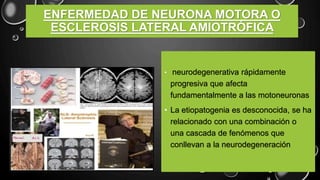 ENFERMEDAD DE NEURONA MOTORA O
ESCLEROSIS LATERAL AMIOTRÓFICA
• neurodegenerativa rápidamente
progresiva que afecta
fundamentalmente a las motoneuronas
• La etiopatogenia es desconocida, se ha
relacionado con una combinación o
una cascada de fenómenos que
conllevan a la neurodegeneración
 