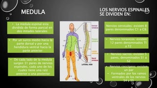 MEDULA LOS NERVIOS ESPINALES
SE DIVIDEN EN:
• La medula espinal esta
dividida de forma parcial en
dos mitades laterales
• Por un surco medio hacia la
parte dorsal y por una
hendidura ventral hacia la
parte anterior
• De cada lado de la medula
surgen 31 pares de nervios
espinales, cada uno de los
cuales tiene una raíz
anterior y una posterior
Nervios cervicales: existen 8
pares denominados C1 a C8.
• Nervios toraxicos: existen
12 pares denominados TI
a T2
• Nervios sacros: existen 5
pares, denominados S1 a
S2
• Nervios coccígeos: existen
un par
• Formados por los ramos
ventrales de los nervios
S4 y S5
 