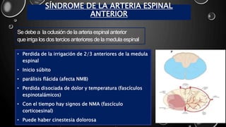 SÍNDROME DE LA ARTERIA ESPINAL
ANTERIOR
• Perdida de la irrigación de 2/3 anteriores de la medula
espinal
• Inicio súbito
• parálisis flácida (afecta NMB)
• Perdida disociada de dolor y temperatura (fascículos
espinotalámicos)
• Con el tiempo hay signos de NMA (fascículo
corticoesinal)
• Puede haber cinestesia dolorosa
Se debe a la oclusión de la arteria espinal anterior
que irriga los dos tercios anteriores de la medula espinal
 