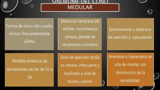 SÍNDROME DEL CONO
MEDULAR
 