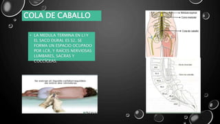 COLA DE CABALLO
• LA MEDULA TERMINA EN L1Y
EL SACO DURAL ES S2, SE
FORMA UN ESPACIO OCUPADO
POR LCR, Y RAÍCES NERVIOSAS
LUMBARES, SACRAS Y
COCCÍGEAS.
 