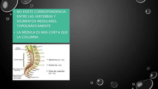 • NO EXISTE CORRESPONDENCIA
ENTRE LAS VERTEBRAS Y
SEGMENTOS MEDULARES,
TOPOGRÁFICAMENTE
• LA MEDULA ES MAS CORTA QUE
LA COLUMNA
 