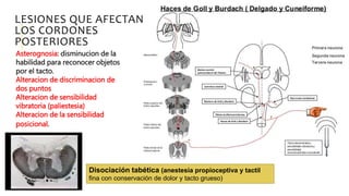 LESIONES QUE AFECTAN
LOS CORDONES
POSTERIORES
Asterognosia: disminucion de la
habilidad para reconocer objetos
por el tacto.
Alteracion de discriminacion de
dos puntos
Alteracion de sensibilidad
vibratoria (paliestesia)
Alteracion de la sensibilidad
posicional.
Disociación tabética (anestesia propioceptiva y tactil
fina con conservación de dolor y tacto grueso)
 