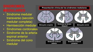 SINDROMES
MEDULARES
• Síndrome medular
transverso (sección
medular completa)
• Hemisección medular
• Síndromes cordonales
• Síndrome de la arteria
espinal anterior
• Síndrome del cono
medular
 