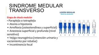 SINDROME MEDULAR
TRANSVERSO
Etapa de shock medular
• Paraplejia o tetraplejia
• Atonía o hipotonía
• Arreflexia (osteotendínea y superficial)
• Anestesia superficial y profunda (nivel
sensitivo)
• Vejiga neurogénica (retención urinaria y
vaciamiento por rebalse)
• Incontinencia fecal
 