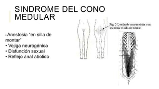 SINDROME DEL CONO
MEDULAR
• Anestesia “en silla de
montar”
• Vejiga neurogénica
• Disfunción sexual
• Reflejo anal abolido
 