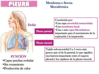 Membrana o Serosa
                           Mesodérmica


                                  Constituida por:
                                  •Una capa mesotelial monocelular.
                 Doble            •Una membrana basal.
                                  •Una o más capas fibroelásticas:
                                  importante para el movimiento de la
                                  espiración y la inspiración.



                         Tejido sub-mesotelial 3 a 5 veces más
                         grueso que el de la parietal, lo que significa
      FUNCIÓN            una barrera importante entre el espacio
                         pleural y los capilares de la pleura visceral.
Capas puedan resbalar
Sin rozamiento
Producción de calor
 
