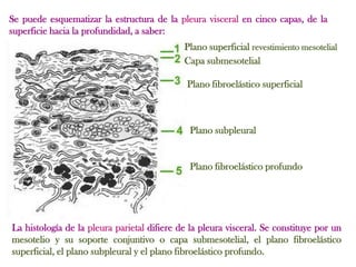 Se puede esquematizar la estructura de la pleura visceral en cinco capas, de la
superficie hacia la profundidad, a saber:
                                             Plano superficial revestimiento mesotelial
                                             Capa submesotelial

                                              Plano fibroelástico superficial



                                               Plano subpleural


                                               Plano fibroelástico profundo




La histología de la pleura parietal difiere de la pleura visceral. Se constituye por un
mesotelio y su soporte conjuntivo o capa submesotelial, el plano fibroelástico
superficial, el plano subpleural y el plano fibroelástico profundo.
 