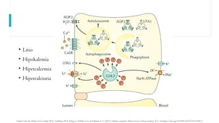 Polyu Ricri Comprehensive Overview of Polyuric Syndromes: Pathophysiology ...