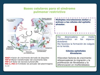 Bases celulares para el síndrome
pulmonar restrictivo
Múltiples microlesiones dañan y
activan a las células del epitelio
alveolar.
PDGF factor de crecimiento derivado de plaquetas
TGF-βfactor transformador del crecimiento beta
TNF-α factor de necrosis tumoral alfa
PAI-1, PAI-2 inhibidor de activador del plasminogeno
1 y 2
Se desencadena un medio
antifibrinolítico en los espacios
alveolares
Se favorece la formación de coágulo
en la herida.
Células epiteliales
Alveolares
Secretan factores de crecimiento
Desencadenan la migración y la
proliferación de fibroblastos y la
diferenciación en miofibroblastos
 