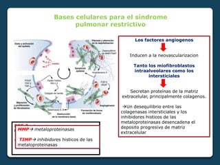 Bases celulares para el síndrome
pulmonar restrictivo
Miofibroblastos subepiteliales y
las células epiteliales alveolares
Producen gelatinasas Aumentan la
destrucción de la membrana basal
Permiten la migración de
fibroblasto-miofibroblasto
FGF-2 factor de crecimiento de
fibroblasto 2
VEGF factor de crecimiento endotelial
vascular.
Los factores angiogenos
Inducen a la neovascularizacion
Tanto los miofibroblastos
intraalveolares como los
intersticiales
Secretan proteínas de la matriz
extracelular, principalmente colagenos.
Un desequilibrio entre las
colagenasas intersticiales y los
inhibidores histicos de las
metaloproteinasas desencadena el
deposito progresivo de matriz
extracelular
MMP metaloproteinasas
TIMP inhibidores histicos de las
metaloproteinasas
 