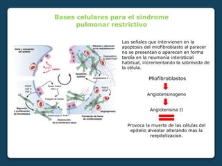 Bases celulares para el síndrome
pulmonar restrictivo
Las señales que intervienen en la
apoptosis del miofibroblasto al parecer
no se presentan o aparecen en forma
tardía en la neumonía intersticial
habitual, incrementando la sobrevida de
la célula.
Miofibroblastos
Angiotensinogeno
Angiotensina II
Provoca la muerte de las células del
epitelio alveolar alterando mas la
reepitelizacion.
 