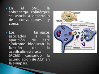  En el SNC la
sobrecarga colinérgica
se asocia a desarrollo
de convulsiones y
coma.
 Los fármacos
asociados a la
aparición de este
síndrome bloquean la
función de la
acetilcolinesterasa
(AChE) causando la
acumulación de ACh en
la sinapsis.
 