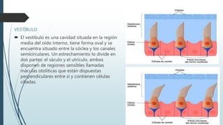 VESTÍBULO
 El vestíbulo es una cavidad situada en la región
media del oído interno, tiene forma oval y se
encuentra situado entre la cóclea y los canales
semicirculares. Un estrechamiento lo divide en
dos partes: el sáculo y el utrículo, ambos
disponen de regiones sensibles llamadas
máculas otolíticas que están dispuestas
perpendiculares entre sí y contienen células
ciliadas.
 