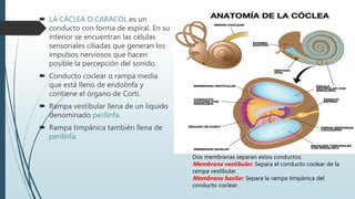  LA CÁCLEA O CARACOL es un
conducto con forma de espiral. En su
interior se encuentran las células
sensoriales ciliadas que generan los
impulsos nerviosos que hacen
posible la percepción del sonido.
 Conducto coclear o rampa media
que está lleno de endolinfa y
contiene el órgano de Corti.
 Rampa vestibular llena de un líquido
denominado perilinfa.
 Rampa timpánica también llena de
perilinfa.
Dos membranas separan estos conductos:
Membrana vestibular. Separa el conducto coclear de la
rampa vestibular.
Membrana basilar. Separa la rampa timpánica del
conducto coclear.
 