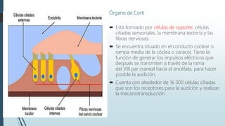 Órgano de Corti
 Está formado por células de soporte, células
ciliadas sensoriales, la membrana tectoria y las
fibras nerviosas.
 Se encuentra situado en el conducto coclear o
rampa media de la cóclea o caracol. Tiene la
función de generar los impulsos eléctricos que
después se transmiten a través de la rama
del VIII par craneal hacia el encéfalo, para hacer
posible la audición.
 Cuenta con alrededor de 16 000 células ciliadas
que son los receptores para la audición y realizan
la mecanotransducción.
 