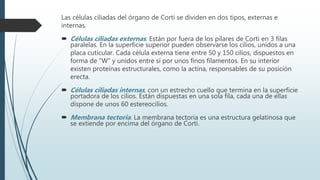 Las células ciliadas del órgano de Corti se dividen en dos tipos, externas e
internas.
 Células ciliadas externas. Están por fuera de los pilares de Corti en 3 filas
paralelas. En la superficie superior pueden observarse los cilios, unidos a una
placa cuticular. Cada célula externa tiene entre 50 y 150 cilios, dispuestos en
forma de "W" y unidos entre sí por unos finos filamentos. En su interior
existen proteínas estructurales, como la actina, responsables de su posición
erecta.
 Células ciliadas internas, con un estrecho cuello que termina en la superficie
portadora de los cilios. Están dispuestas en una sola fila, cada una de ellas
dispone de unos 60 estereocilios.
 Membrana tectoria. La membrana tectoria es una estructura gelatinosa que
se extiende por encima del órgano de Corti.
 