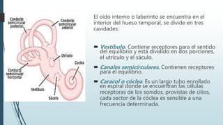 El oído interno o laberinto se encuentra en el
interior del hueso temporal, se divide en tres
cavidades:
 Vestíbulo. Contiene receptores para el sentido
del equilibrio y está dividido en dos porciones,
el utrículo y el sáculo.
 Canales semicirculares. Contienen receptores
para el equilibrio.
 Caracol o cóclea. Es un largo tubo enrollado
en espiral donde se encuentran las células
receptoras de los sonidos, provistas de cilios,
cada sector de la cóclea es sensible a una
frecuencia determinada.
 