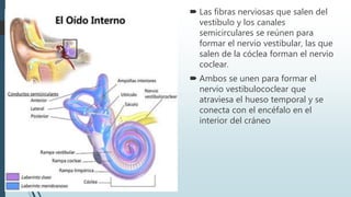  Las fibras nerviosas que salen del
vestíbulo y los canales
semicirculares se reúnen para
formar el nervio vestibular, las que
salen de la cóclea forman el nervio
coclear.
 Ambos se unen para formar el
nervio vestibulococlear que
atraviesa el hueso temporal y se
conecta con el encéfalo en el
interior del cráneo
 