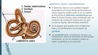 LABERINTO ÓSEO Y MEMBRANOSO
 El laberinto óseo es una cavidad irregular
excavada en el hueso temporal formada por
varios espacios unidos entre sí, en su interior
se encuentra el laberinto membranoso que
tiene la mismo forma y está constituido por un
conjunto de conductos huecos por los que
circula un líquido denominado endolinfa.
 En el espacio que queda entre el laberinto
óseo y el membranoso se encuentra la
perilinfa.
 La endolinfa tiene consistencia viscosa y su
composición iónica es parecida a la del líquido
intracelular, es rica en potasio y pobre en
sodio, la perilinfa es lo contrario.
 
