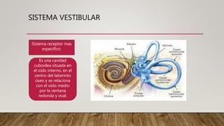 SISTEMA VESTIBULAR
Sistema receptor mas
especifico.
Es una cavidad
cuboidea situada en
el oído interno, en el
centro del laberinto
óseo y se relaciona
con el oído medio
por la ventana
redonda y oval.
 