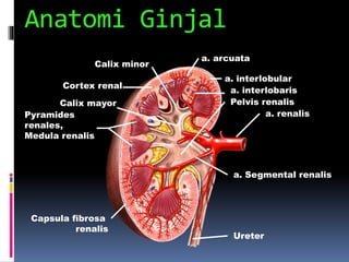 Anatomi Ginjal
a. renalis
a. Segmental renalis
Ureter
Pelvis renalis
Pyramides
renales,
Medula renalis
Cortex renal
a. interlobular
a. arcuata
a. interlobaris
Calix minor
Calix mayor
Capsula fibrosa
renalis
 