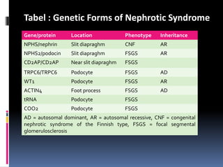 Gene/protein Location Phenotype Inheritance
NPHS/nephrin Slit diapraghm CNF AR
NPHS2/podocin Slit diapraghm FSGS AR
CD2AP/CD2AP Near slit diapraghm FSGS
TRPC6/TRPC6 Podocyte FSGS AD
WT1 Podocyte FSGS AR
ACTIN4 Foot process FSGS AD
tRNA Podocyte FSGS
COO2 Podocyte FSGS
AD = autosomal dominant, AR = autosomal recessive, CNF = congenital
nephrotic syndrome of the Finnish type, FSGS = focal segmental
glomerulosclerosis
Tabel : Genetic Forms of Nephrotic Syndrome
 