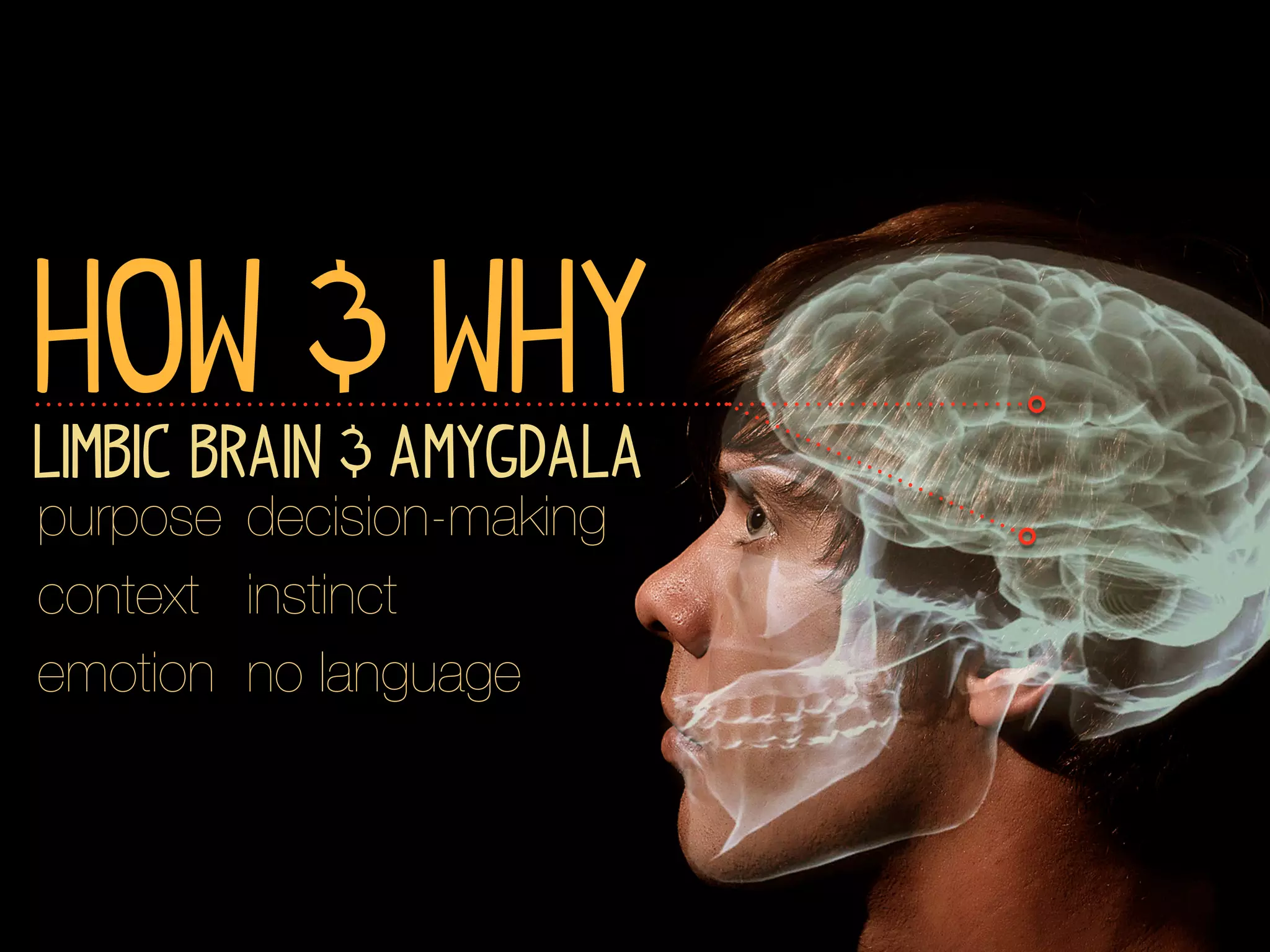 How & Why
Limbic Brain & Amygdala
purpose decision-making
context instinct
emotion no language
 