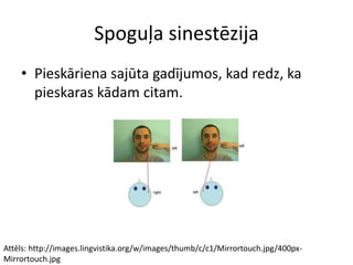 Spoguļa sinestēzija
• Pieskāriena sajūta gadījumos, kad redz, ka
pieskaras kādam citam.
Attēls: http://images.lingvistika.org/w/images/thumb/c/c1/Mirrortouch.jpg/400px-
Mirrortouch.jpg
 