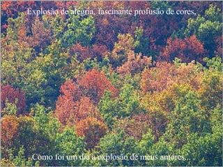 Explosão de alegria, fascinante profusão de cores, Como foi um dia a explosão de meus amores... 