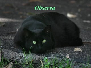 Observa   