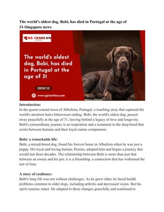 The world's oldest dog, Bobi, has died in Portugal at the age of
31-Singapore news
Introduction:
In the quaint coastal town of Albufeira, Portugal, a touching story that captured the
world's attention had a bittersweet ending. Bobi, the world's oldest dog, passed
away peacefully at the age of 31, leaving behind a legacy of love and longevity.
Bobi's extraordinary journey is an inspiration and a testament to the deep bond that
exists between humans and their loyal canine companions.
Bobi: a remarkable life:
Bobi, a mixed-breed dog, found his forever home in Albufeira when he was just a
puppy. His loyal and loving human, Pereira, adopted him and began a journey that
would last three decades. The relationship between Bobi is more than just that
between an owner and his pet; it is a friendship, a connection that has withstood the
test of time.
A story of resilience:
Bobi's long life was not without challenges. As he grew older, he faced health
problems common to older dogs, including arthritis and decreased vision. But his
spirit remains intact. He adapted to these changes gracefully and continued to
 