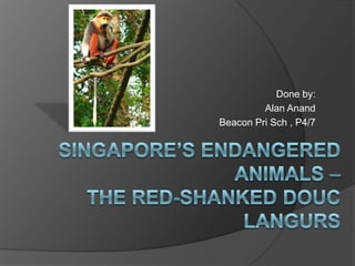 Done by:,[object Object],Alan Anand,[object Object],Beacon PriSch , P4/7,[object Object],Singapore’s Endangered Animals – The Red-shankedDoucLangurs,[object Object]