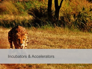 Incubators & Accelerators
cc David Siu
 