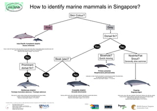 How to identify marine mammals in Singapore?
                                                                                                                                                                                                         Skin Colour?



                                                                                                                                                Pink                                                                                                                                      Grey


                                                                                                                                                                                                                                                                                   Dorsal fin?

                                           Indo-Pacific humpback dolphin
                                                  Sousa chinensis
                                                                                                                                                                                                                                                             Yes                                                      No
Colour varies with age from dark grey when young to pink when adult. Young adults appear speckled grey and
                         pink. Long beak (jaw) and hump on back in front of dorsal fin.
                                Maximum body length is approx. 2.8 m (9.2 ft).1



                                                                                                                                                                                                                                                                          Blowhole?                                                     Nostrils/Flat
                                                                          No                                                                                                     Beak (jaw)?                                                                            Quick moving                                                      Snout?
                                                                                                                                                                                                                                                                                                                               Generally slow swimmer
                                                            Prominent
                                                            dorsal fin?
                                                                                                                                                                                                                                                                 Finless porpoise
                                                                                                                                                                                                                                                             Neophocaena phocaenoides
                                                                        Yes                                                              Yes                                                                     No                        Light grey to cream at birth and darken to charcoal gray as adults. Rounded head.
                                                                                                                                                                                                                                                                  No distinctive beak (jaw) or dorsal fin.
                                                                                                                                                                                                                                                             Maximum body length is approx. 1.7 m (5.6 ft).1




                                    Bottlenose dolphin                                                                                                                                                      Irrawaddy dolphin                                                                                                                  Dugong
                       Tursiops truncatus aduncus / Tursiops aduncus                                                                                                                                        Orcaella brevirostris                                                                                                            Dugong dugon

                        Dark grey on upper surface (dorsal) with pale sometimes pink lower surface                                                                                   Varying uniform grey colour with pale underside. Smoothly rounded head without                                              Grey-brown colour with pale underside. Small eyes. Bulbous chin with two nostrils
                                   (ventral). Prominent beak (jaw) and large dorsal fin.                                                                                                             prominent beak (jaw). Small rounded dorsal fin.                                                                on top of snout. Broad, flattened rostral disk at the end of the large muzzle
                                     Maximum body length is approx. 2.7 m (8.9 ft).1                                                                                                                 Maximum body length is approx. 2.8 m (9.2 ft).1                                                                                 distinctly turned downward. No dorsal fin.
                                                                                                                                                                                                                                                                                                                                 Maximum body length is approx. 3.3 m (10.8 ft).1


    1 & Ilustrations Jefferson, T.A., Webber, M.A. & Pitman, R.L.(2008). Marine Mammals of the World: A Comprehensive Guide to their Identification. (1st Ed). Academic Press.

                           Marine Mammal Research Laboratory                                                                                                                                                                            Funded by:
                           Tropical Marine Science Institute
                           National University of Singapore, 14 Kent Ridge Road,
                           Singapore 119223. Tel: (65) 6516 5587 Fax: (65) 6776 1455
                           Email: swimms@nus.edu.sg
                           Website: www.tmsi.nus.edu.sg/mmrl
                           SWiMMS Hotline/ SMS: 8100 8022
 