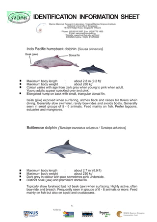 IDENTIFICATION INFORMATION SHEET
                 Marine Mammal Research Laboratory, Tropical Marine Science Institute
                                 National University of Singapore
                             14 Kent Ridge Road, Singapore 119223.
                                  Phone: (65) 6516 5587 Fax: (65) 6776 1455
                                         Email: swimms@nus.edu.sg
                                     Website: www.tmsi.nus.edu.sg/mmrl
                                     SWiMMS hotline / SMS: 8100 8022




 Indo Pacific humpback dolphin (Sousa chinensis)
Beak (jaw)                               Dorsal fin




 Maximum body length        :      about 2.8 m (9.2 ft)1
 Maximum body weight        :      about 280 kg1
 Colour varies with age from dark grey when young to pink when adult.
 Young adults appear speckled grey and pink.
 Elongated hump on back with small, triangular dorsal fin.

 Beak (jaw) exposed when surfacing, arches back and raises tail flukes when
 diving. Generally slow swimmer, rarely bow-rides and avoids boats. Generally
 seen in small groups of 5 - 6 animals. Feed mainly on fish. Prefer lagoons,
 estuaries and mangroves.




 Bottlenose dolphin (Tursiops truncatus aduncus / Tursiops aduncus)




 Maximum body length         :     about 2.7 m1 (8.9 ft)
 Maximum body weight         :     about 230 kg1
 Dark grey in colour with pale sometimes pink underside.
 Distinct beak (jaw) and prominent dorsal fin.

 Typically show forehead but not beak (jaw) when surfacing. Highly active, often
 bow-ride and breach. Frequently seen in groups of 6 - 8 animals or more. Feed
 mainly on fish but also on squid and crustaceans.



                                           1
                     Funded by:
 