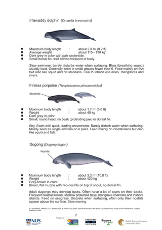 Irrawaddy dolphin (Orcaella brevirostris)




Maximum body length         :      about 2.8 m1 (9.2 ft)
Average weight     ...